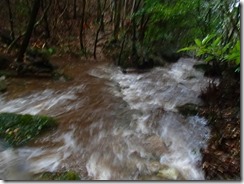 2-03登山道は水があふれています､普通は登山中止ですが午後雨が止む、一時的なもの、濡れることを我慢すれば危険がない・・プロガイドの判断で進む