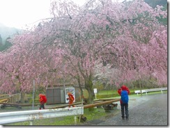 24　下山地の小野あきつのスポーツ公園の枝垂桜も満開　