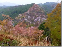 01山肌にサクラ