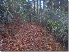 03歩きやすい登山道